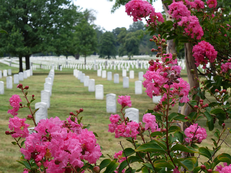 Arlington Cemetery