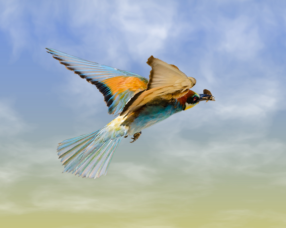 Gliding