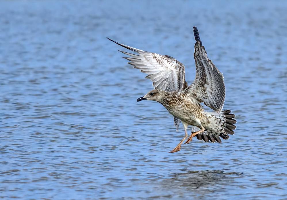 Dancing on the water