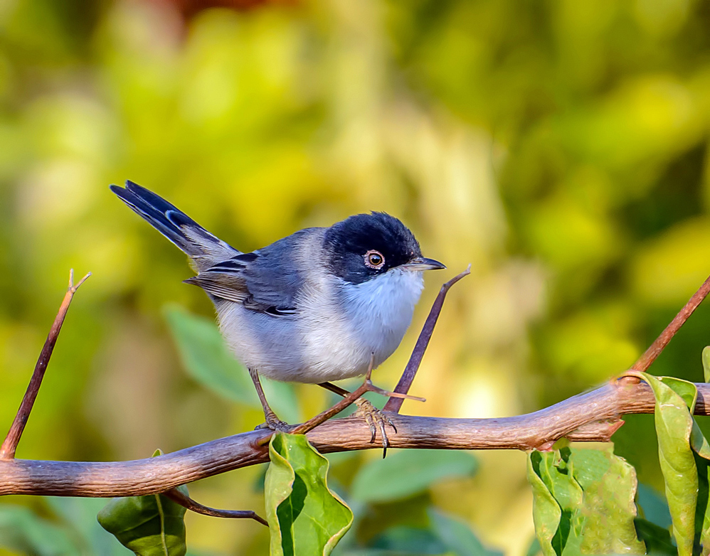 Sardinian Warbler
