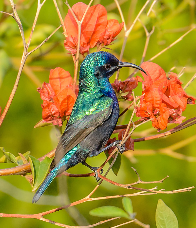 The radiant sunbird