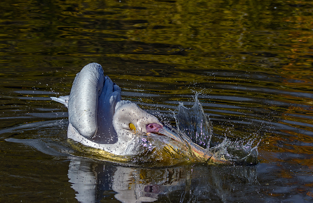 The plunge