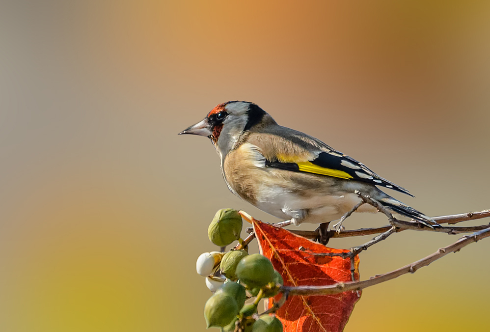 European Goldfinch