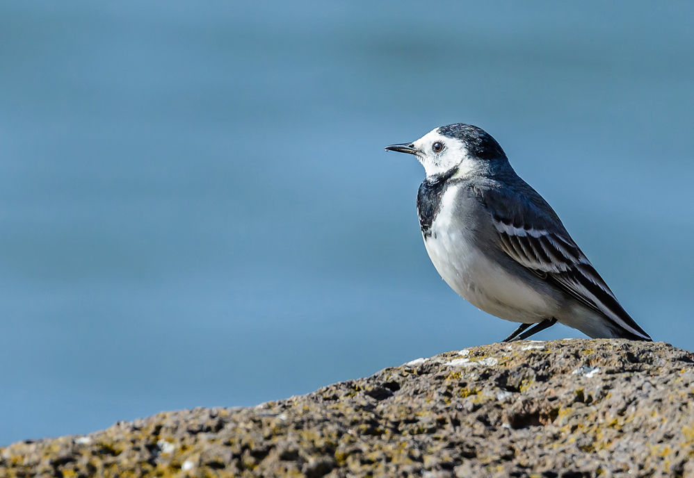 Wagtail drop-bill