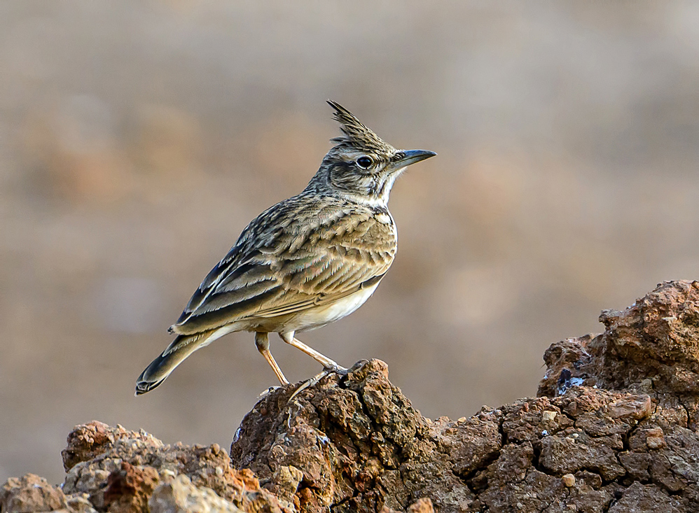 Crested Lark