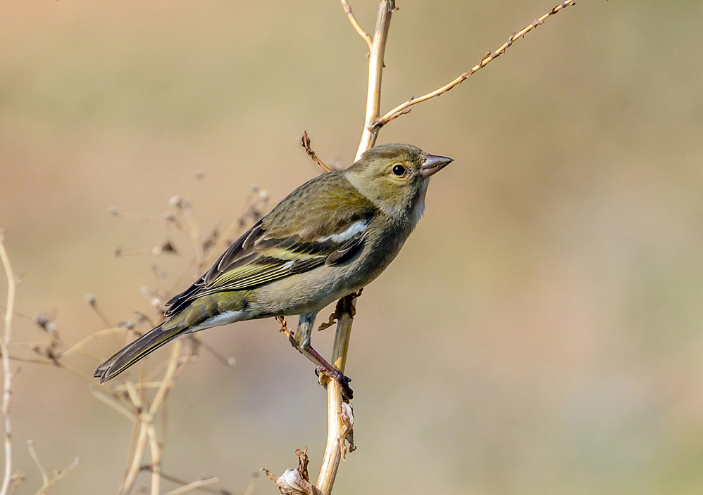 Chaffinch