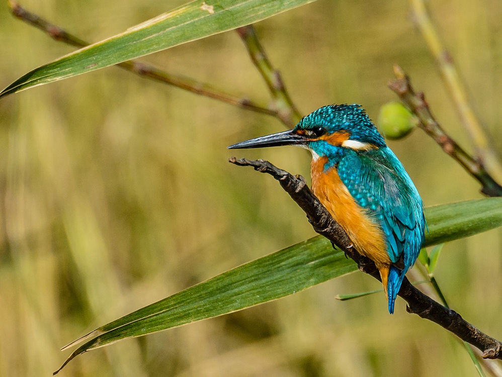 Common Kngfisher