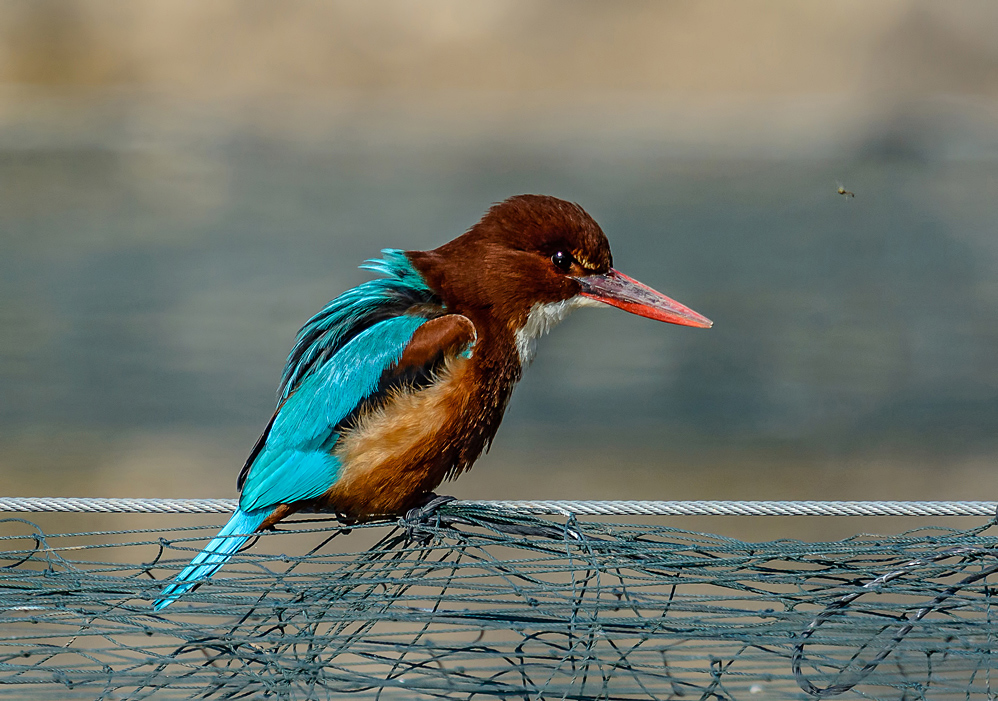 Insect ?! I need fish...