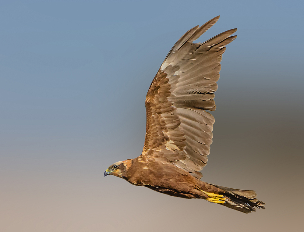 Marsh Harrier