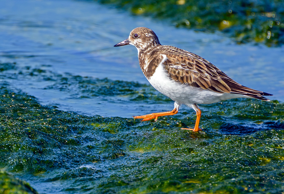 Ruddy Turnstone