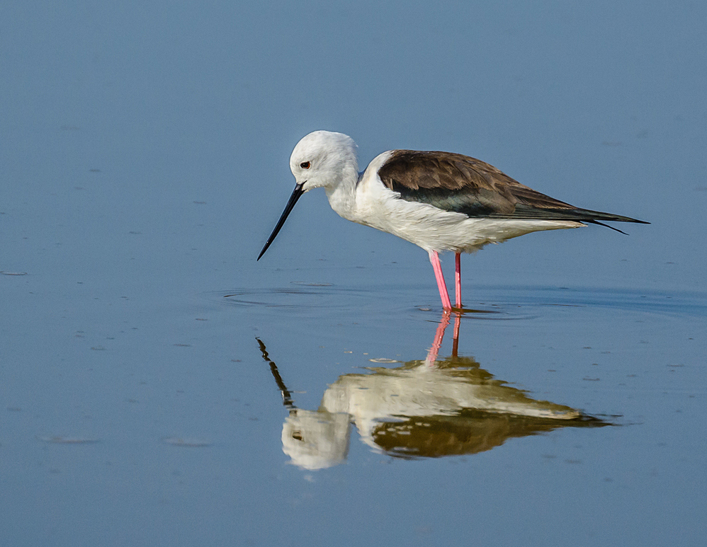 Black Winged Stilt