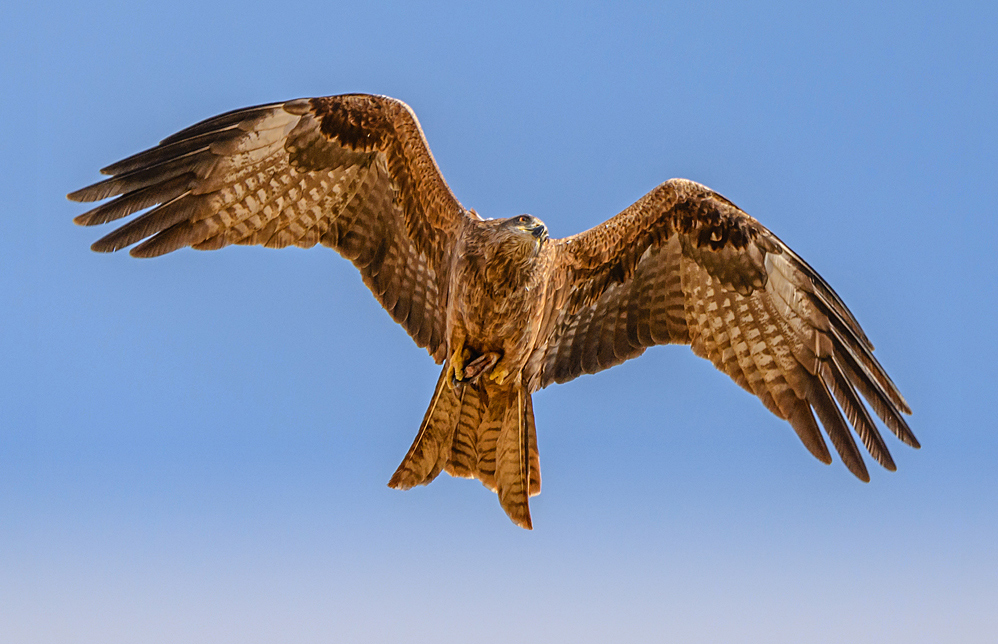 Black Kite