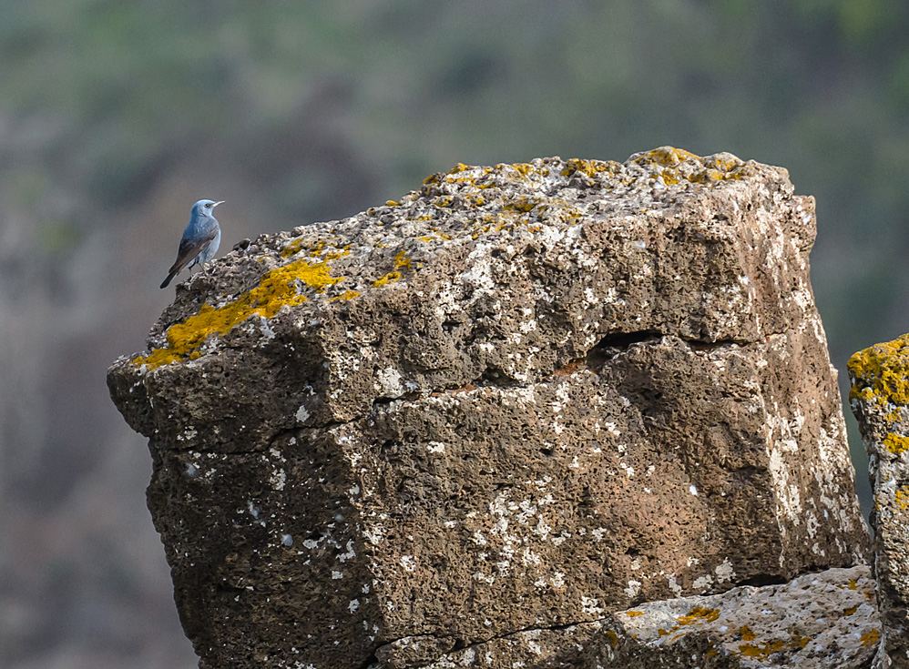 Blue Rock Thrush