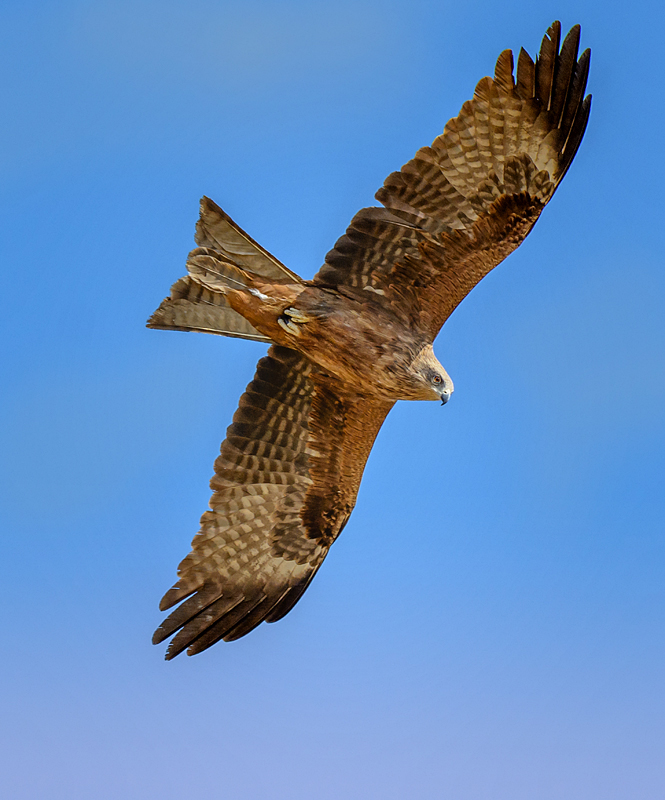 Black Kite