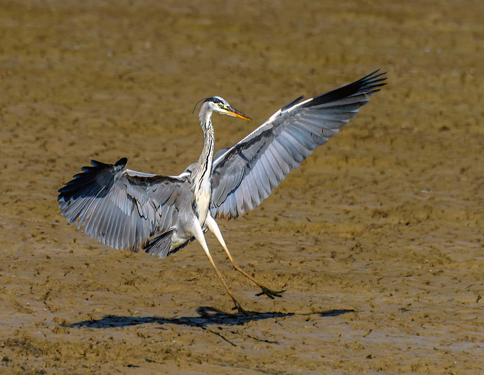 Grey heron