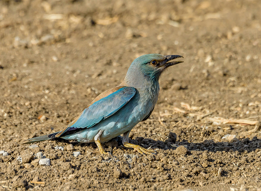 The Blue Roller