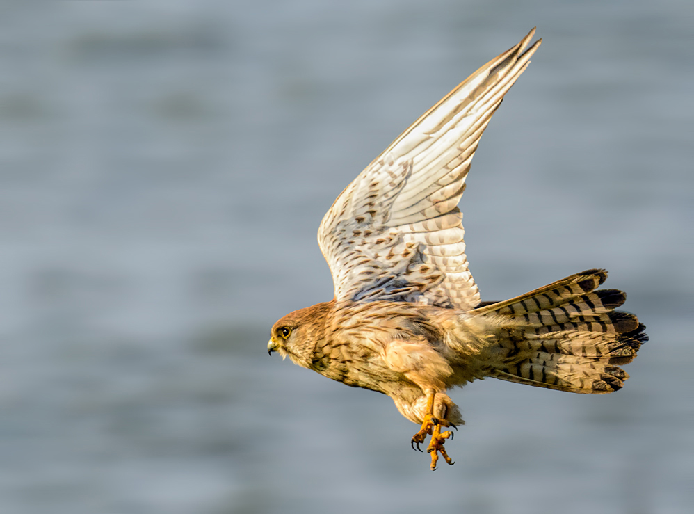 The raptor flight
