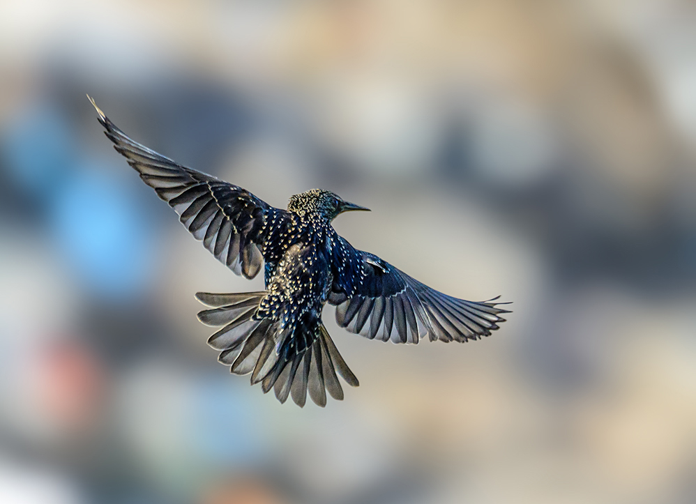 Starling kite