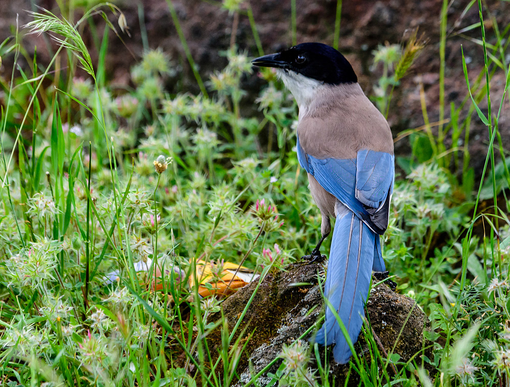 Azure-winged magpie