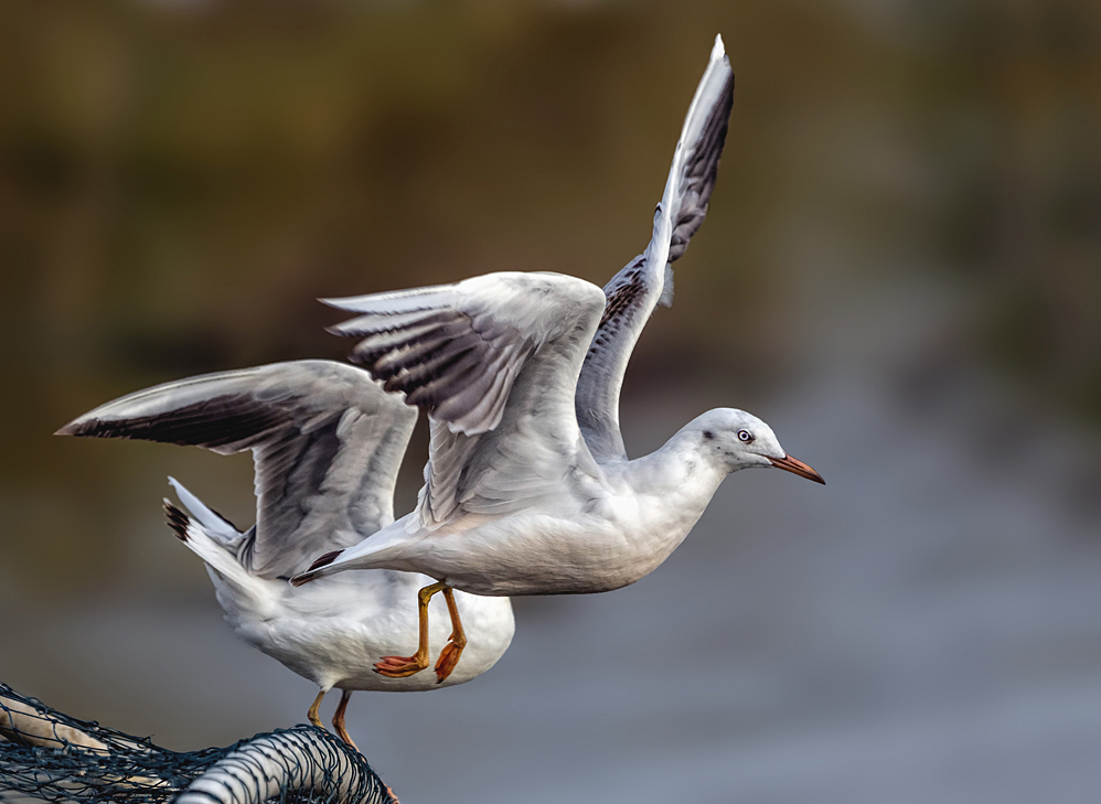 Black-Headed Gull