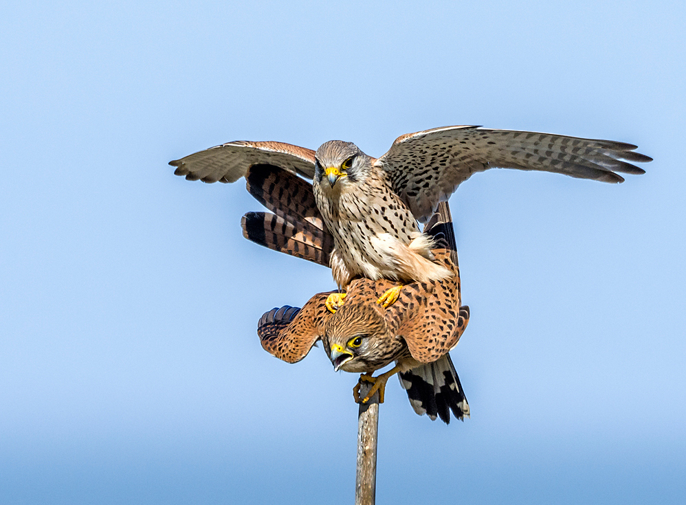 Mating