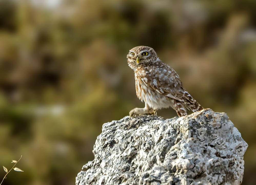 Little Owl II