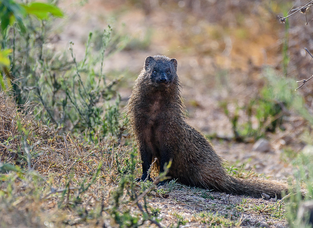 Mongoose in First Light