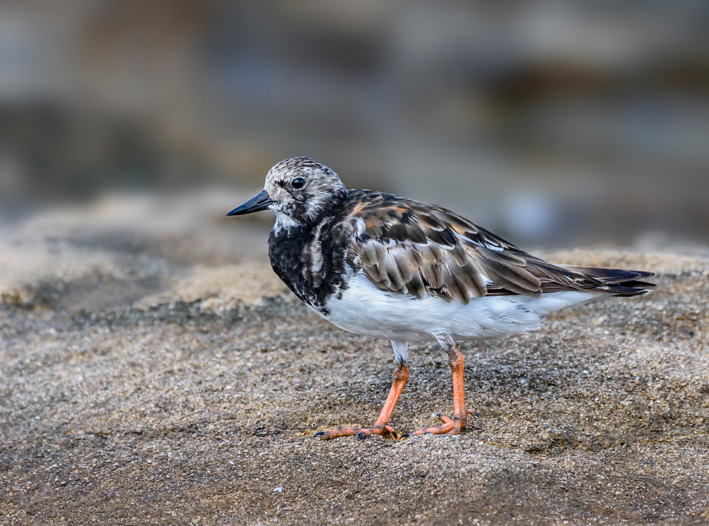 Ruddy Turnstone