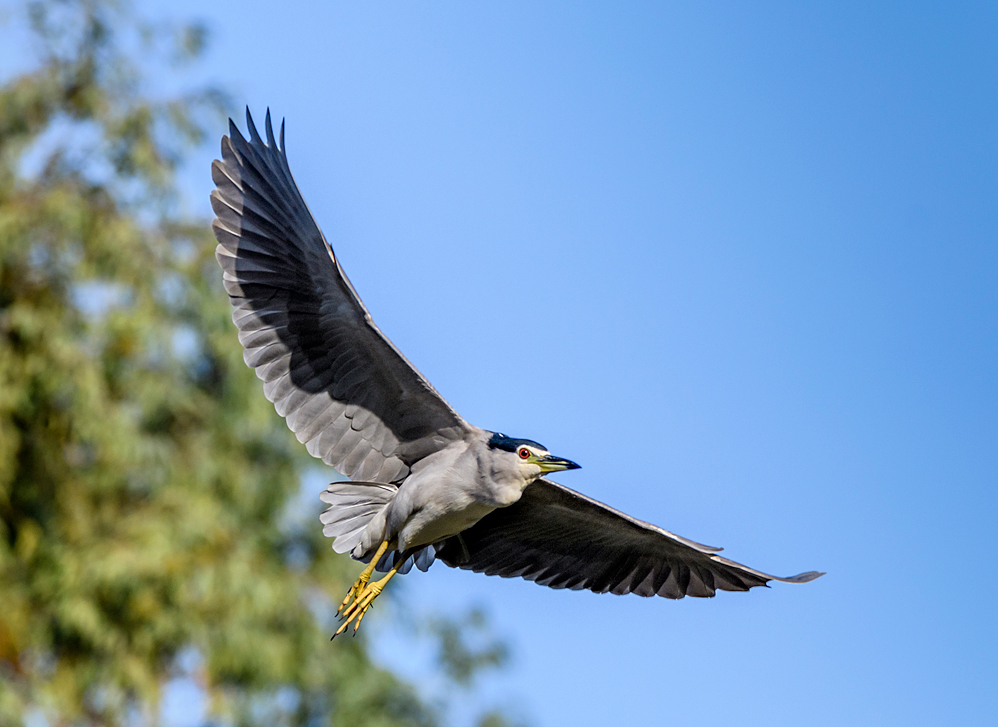 Night Heron