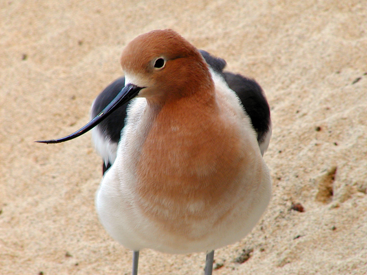 Curved Beak