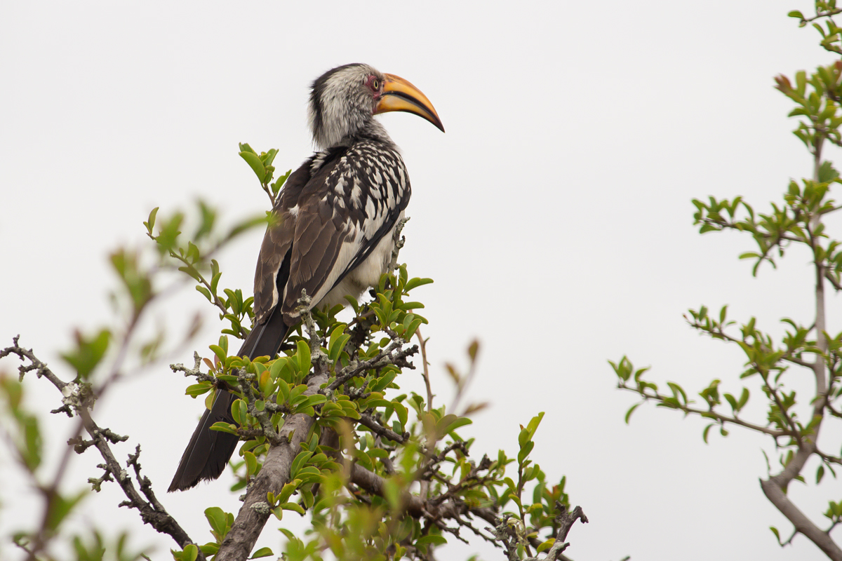 Banana Beak