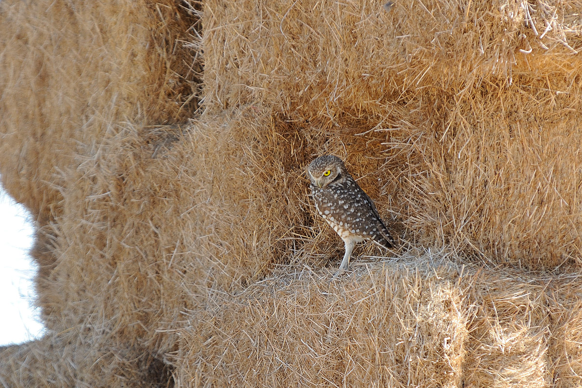 Burrowing Owl