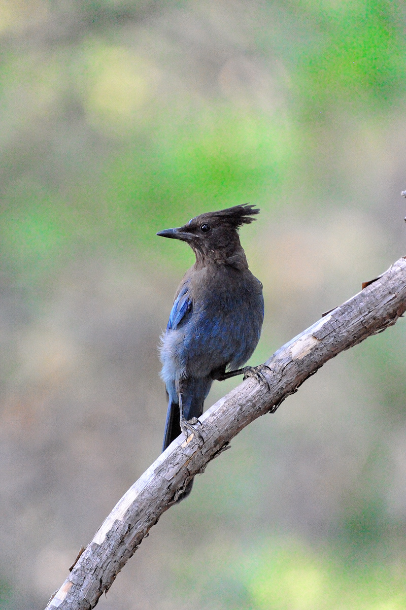 Stellers Jay