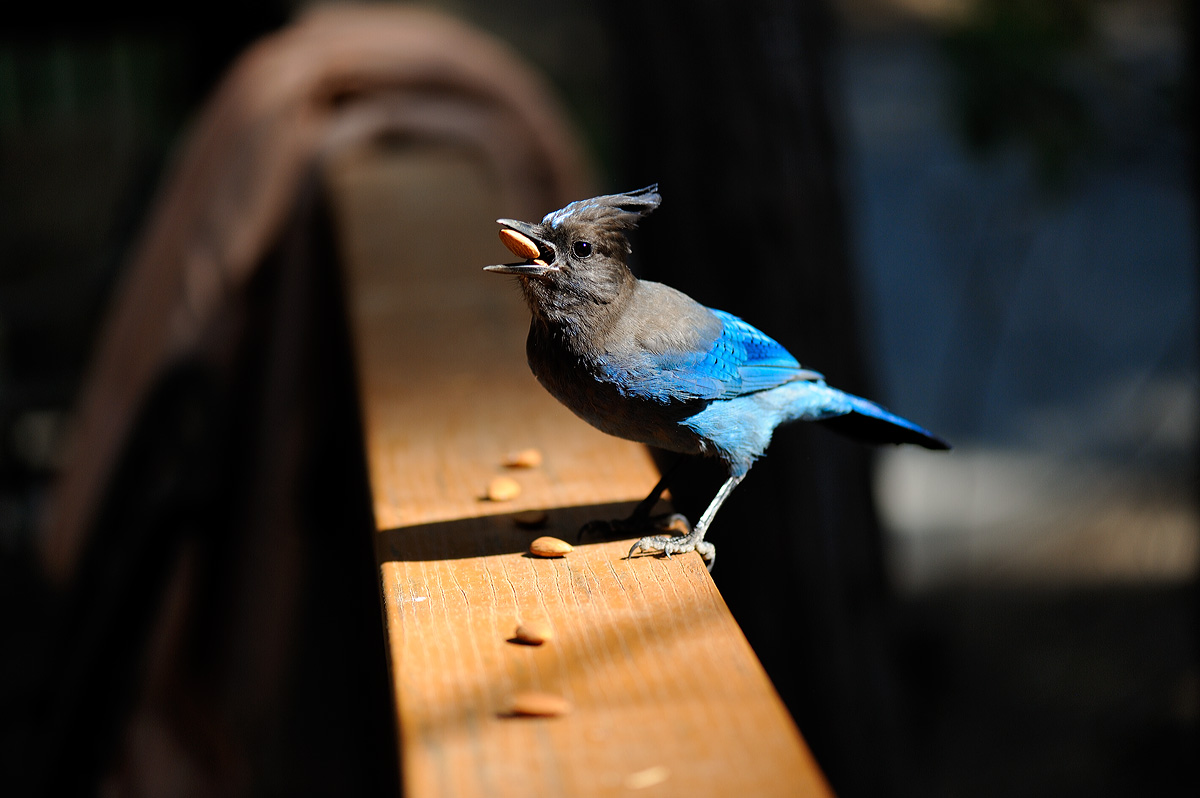 Stellers Jay