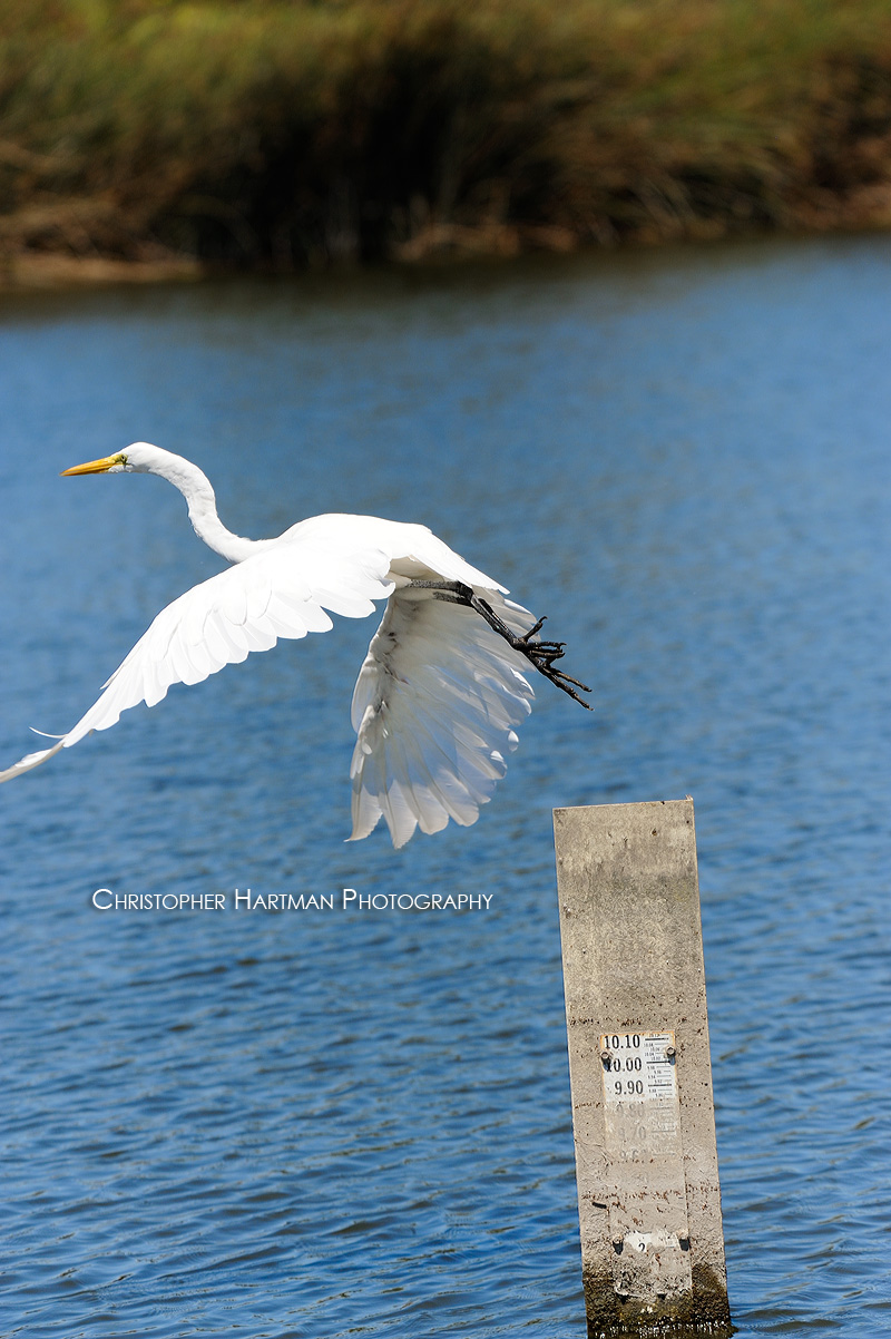 Great Egret