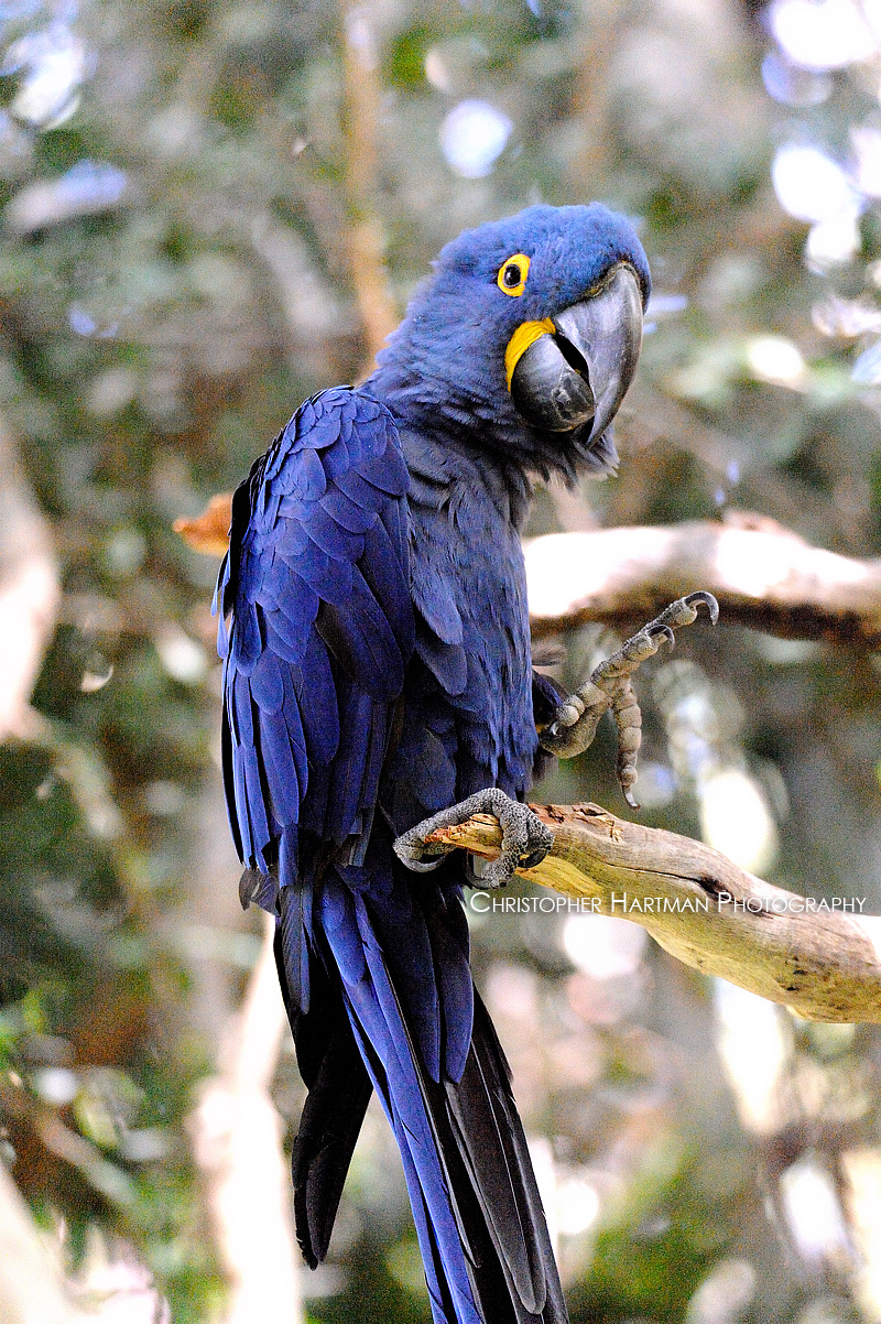 Blue Parrot