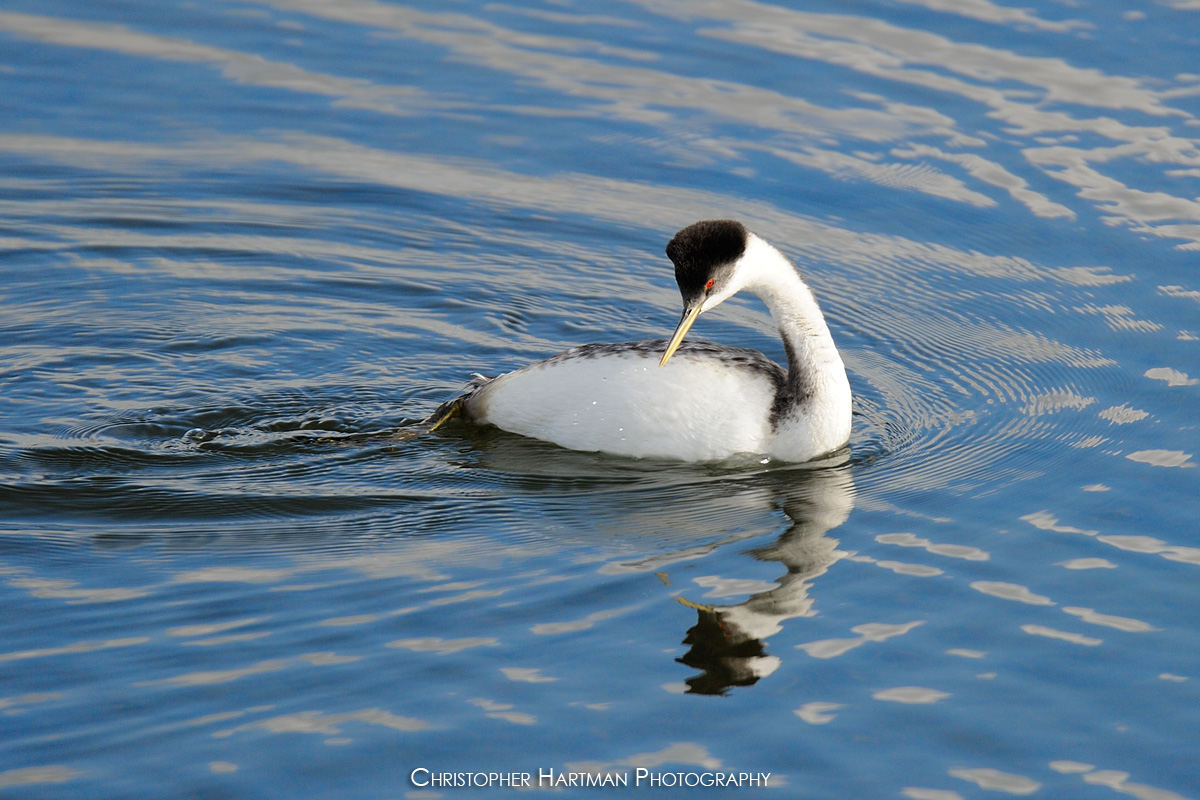 Western Grebe