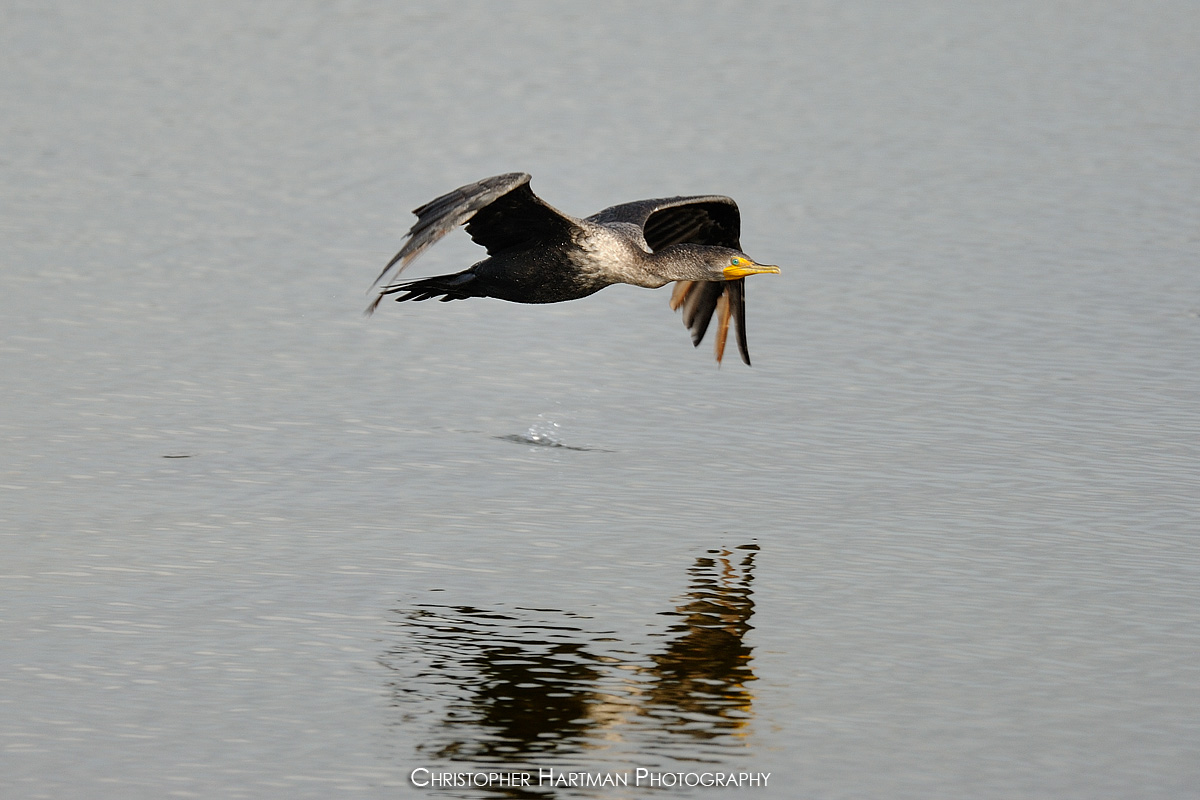 Cormorant