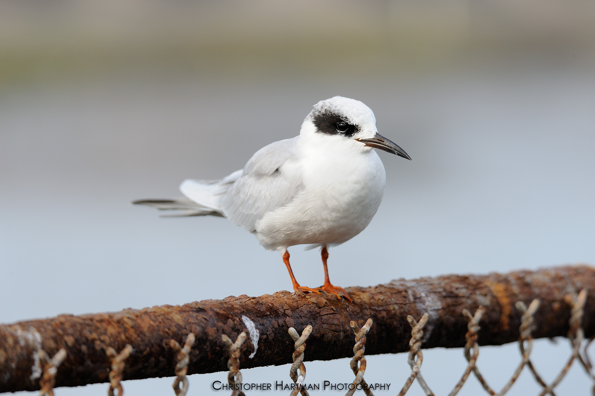 Forsters Tern