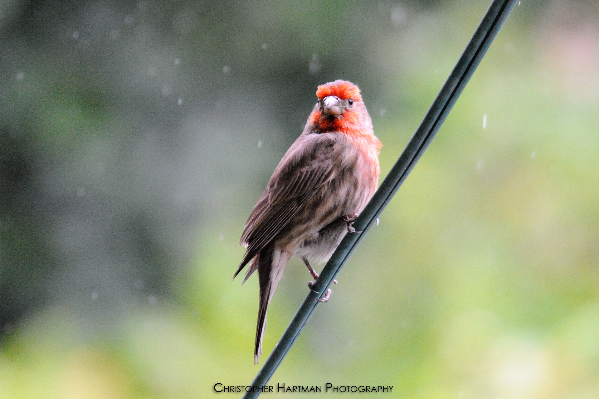 House Finch