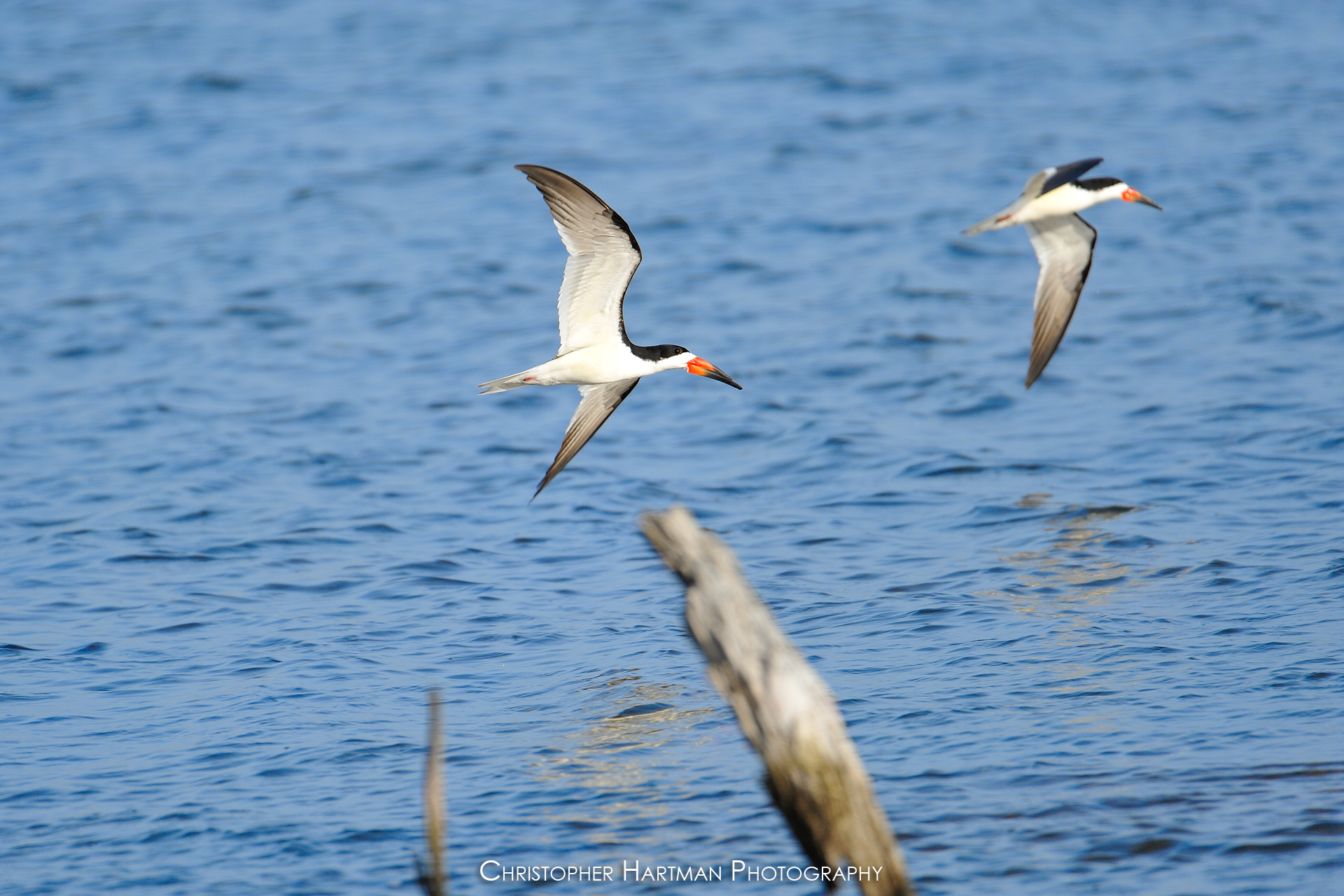 Skimmers