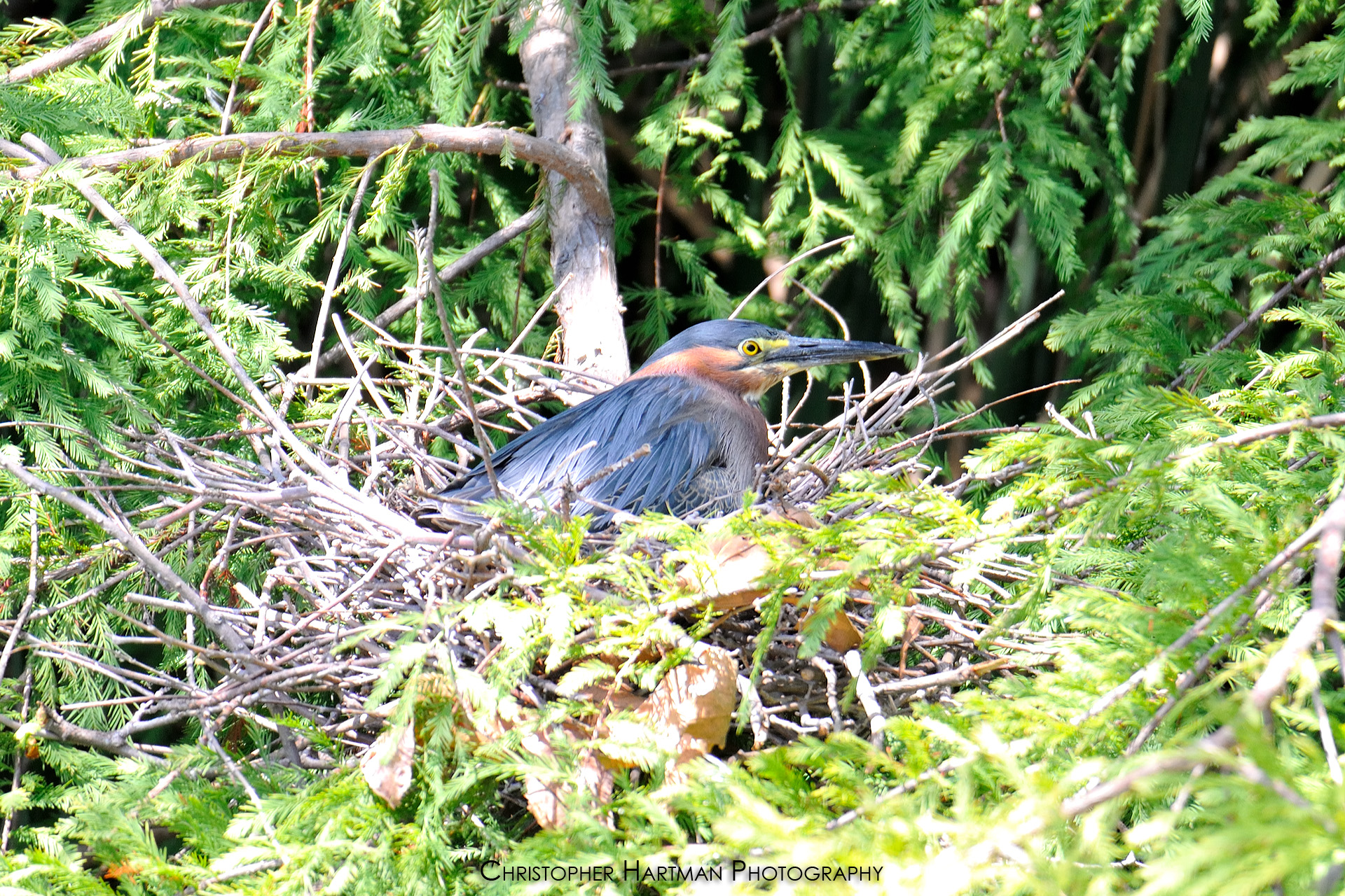 Green Heron