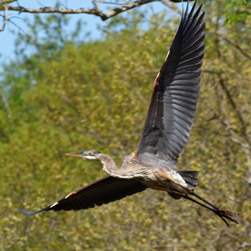 Full wing spread - right turn