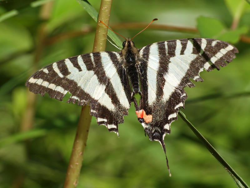 On torn wings