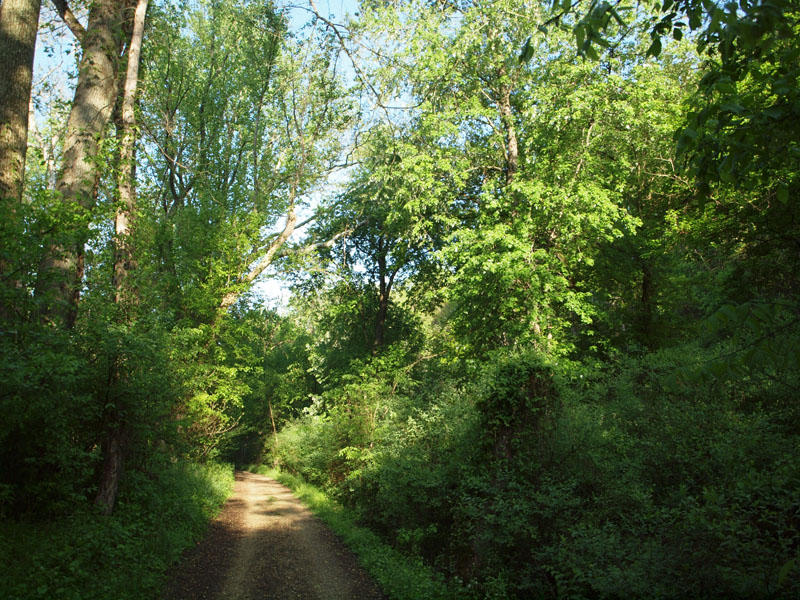 May 11th - Spotlight of early morning sunshine