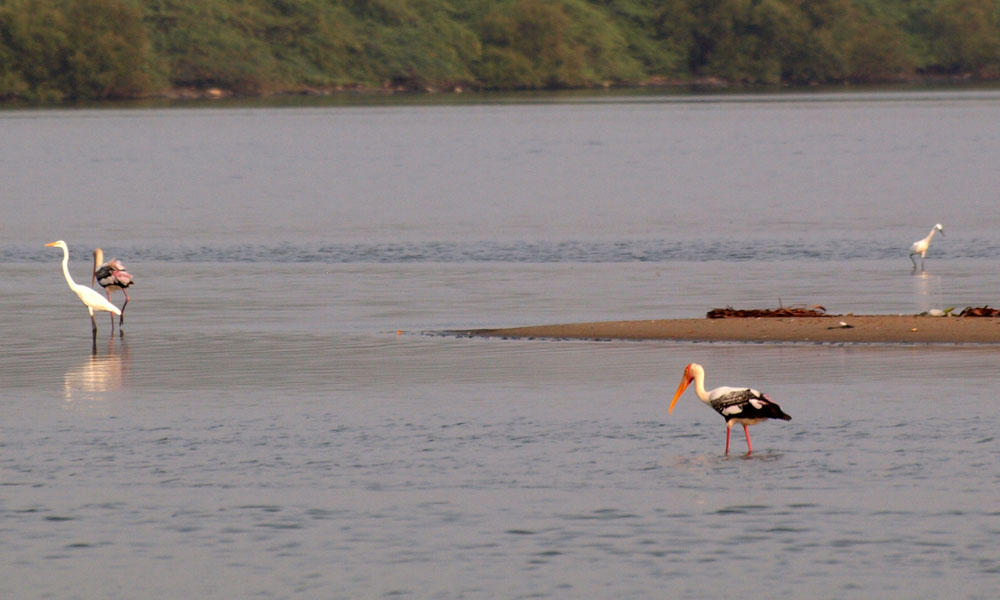 A stork with other birds