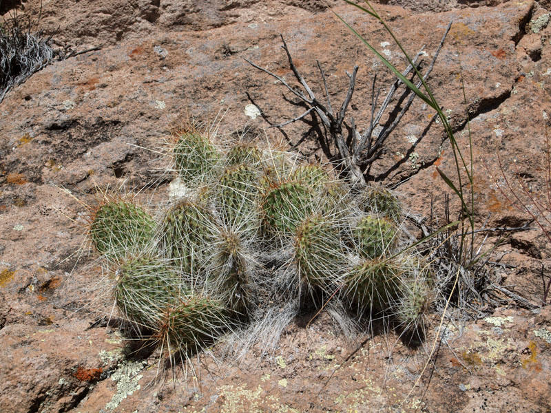 A Prickly Pear Cactus along the trail(Bandolier)