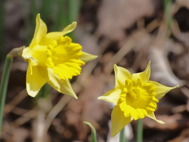 Daffodils