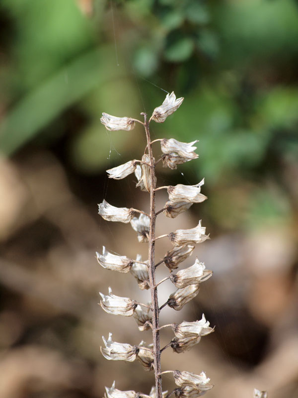 Dry flowers