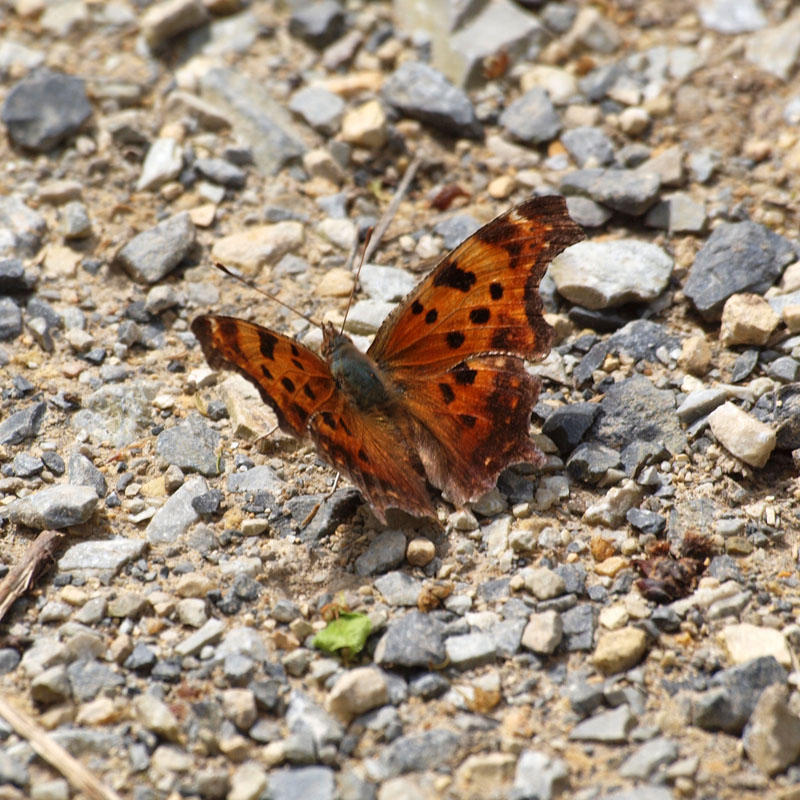 The butterfly on the trail